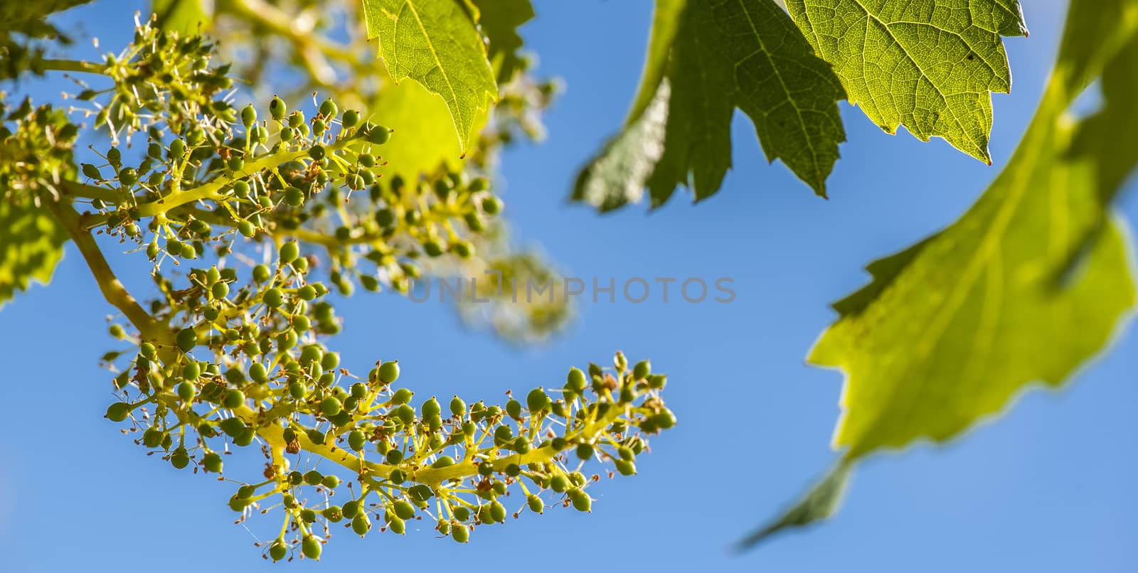 Vine sprout with young bunch of grapes, Bordeaux Vineyard