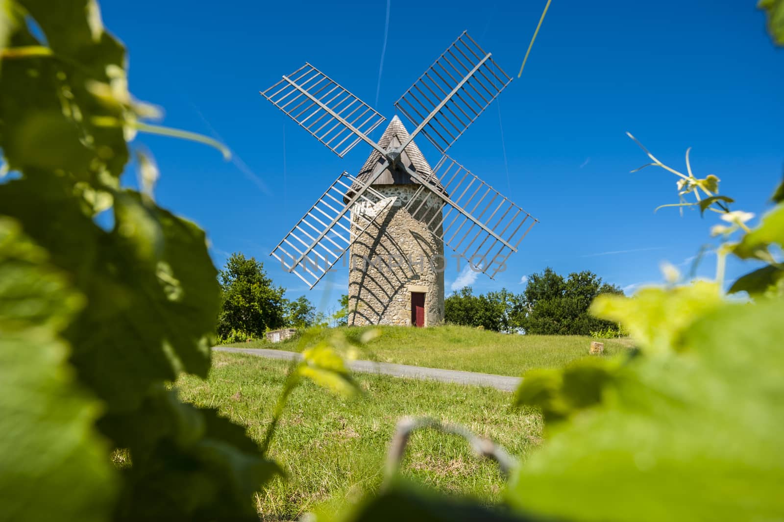 Vineyards and windmill near Loupiac, Gironde, Aquitaine, France