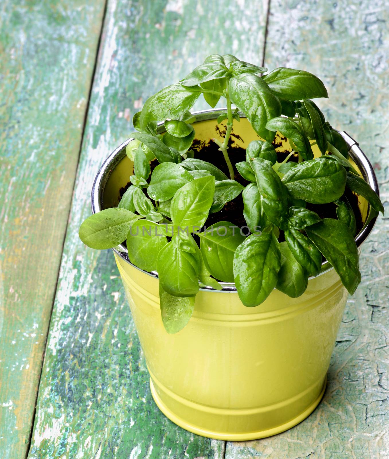 Bunch of Lush Foliage Fresh Green Basil in Yellow Tin Pot closeup on Cracked Wooden background