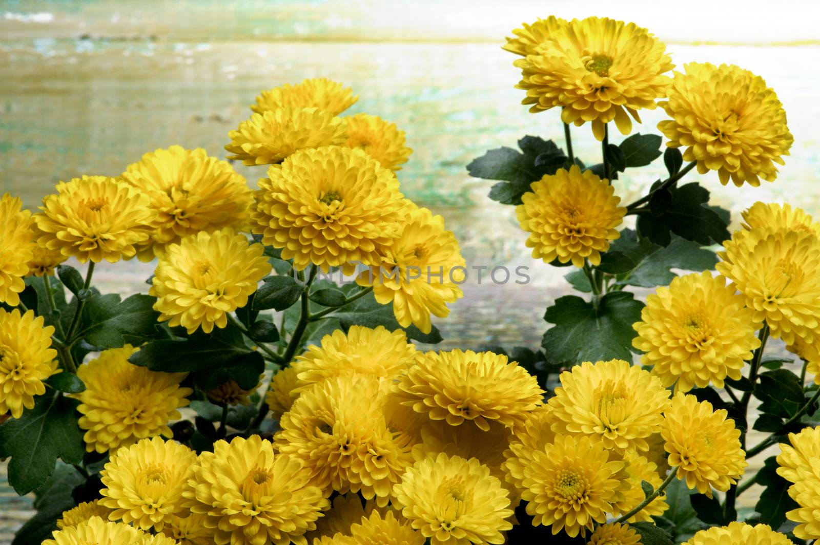 Yellow Chrysanthemum Bunch by zhekos