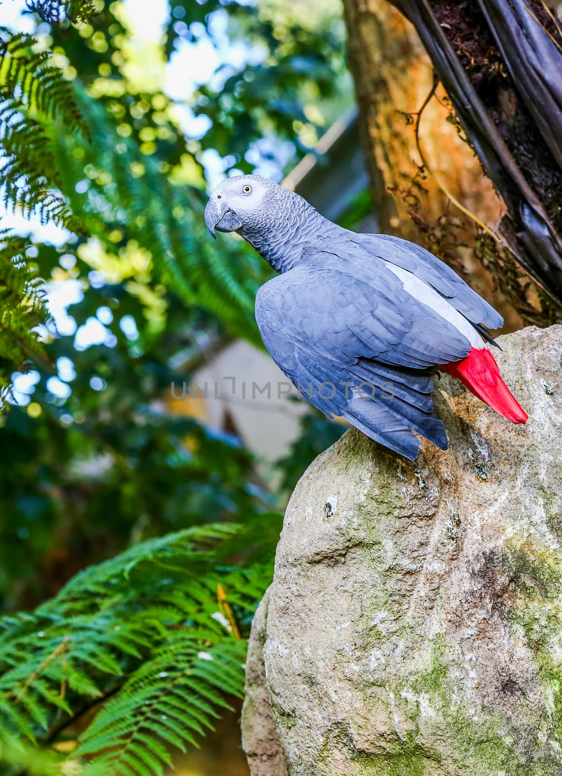 image of a parrot on top of a rock outdoors in the forest