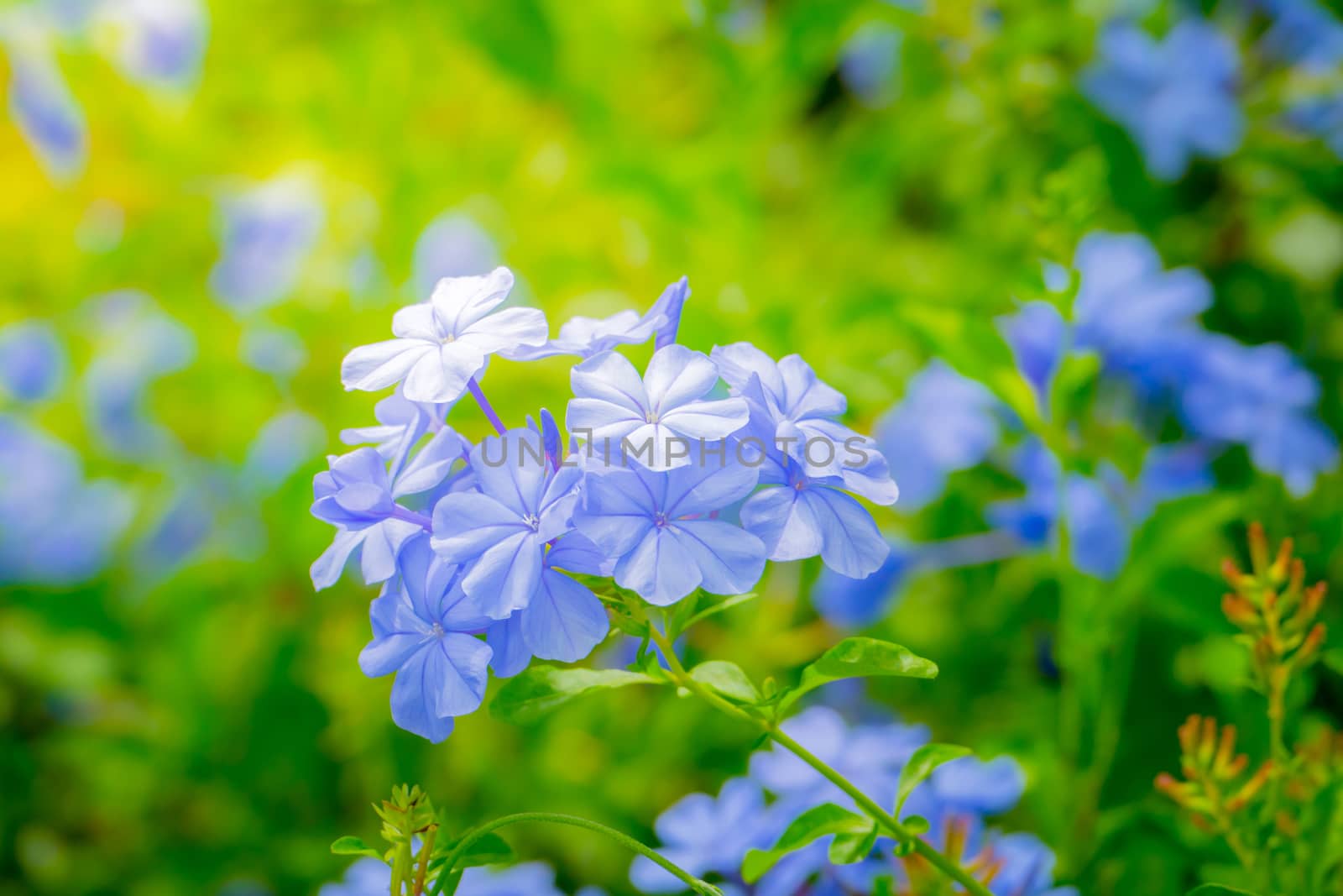 The background image of the colorful flowers by teerawit