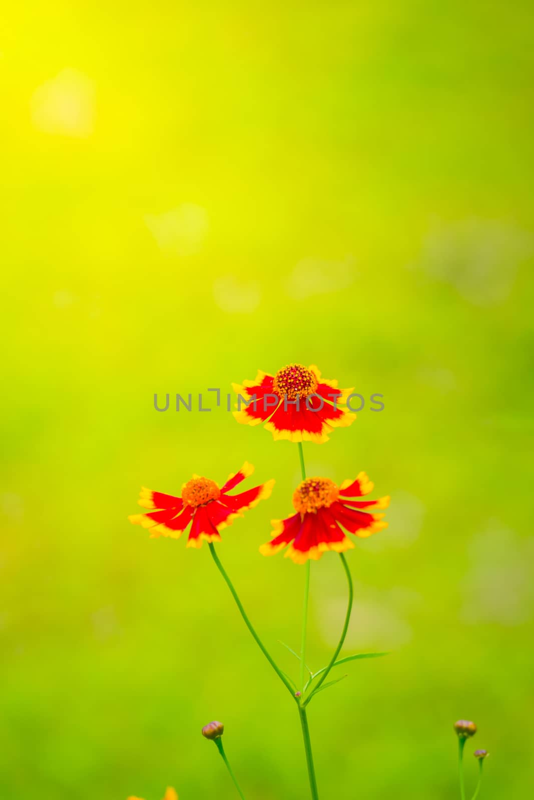 The background image of the colorful flowers by teerawit