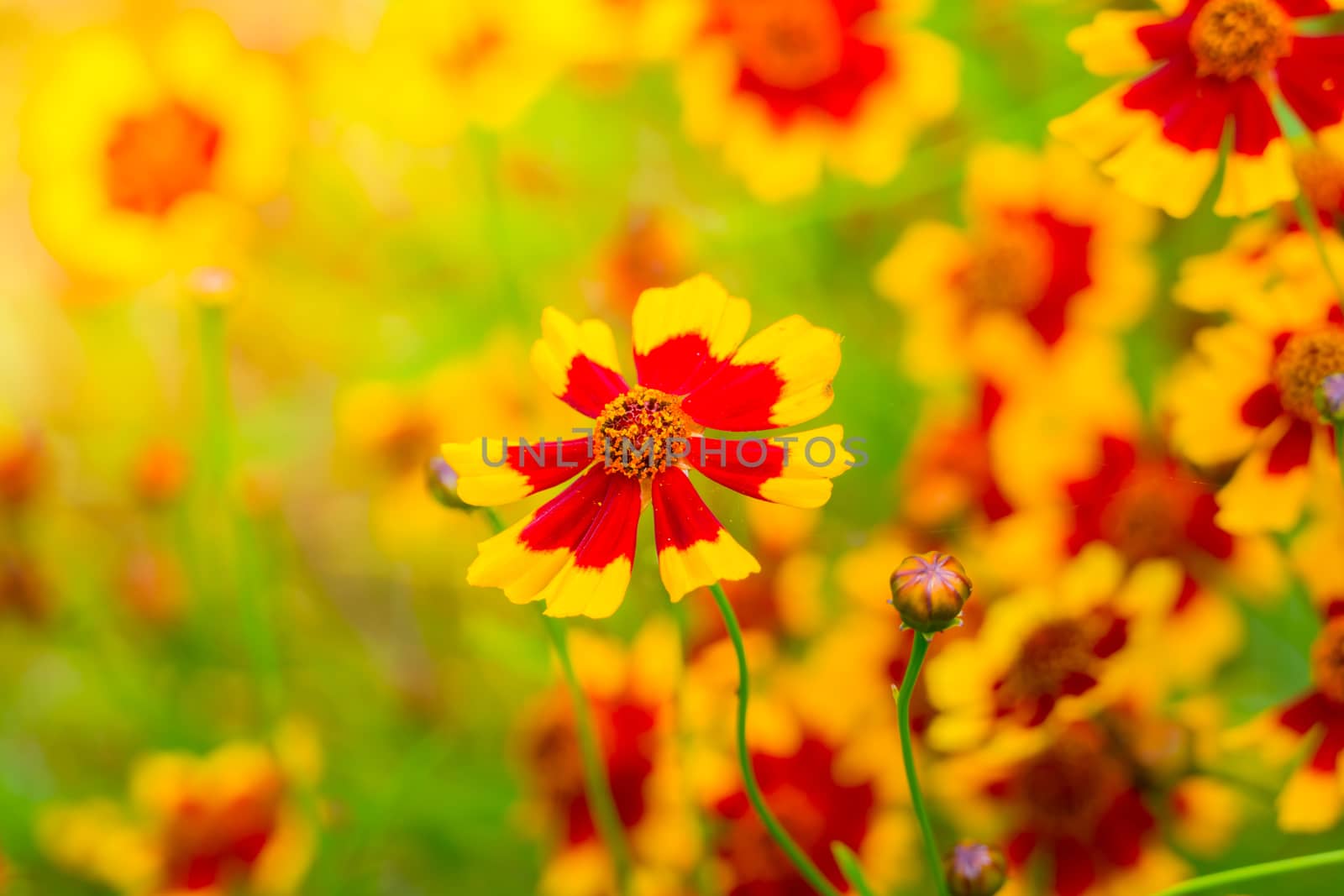 The background image of the colorful flowers by teerawit
