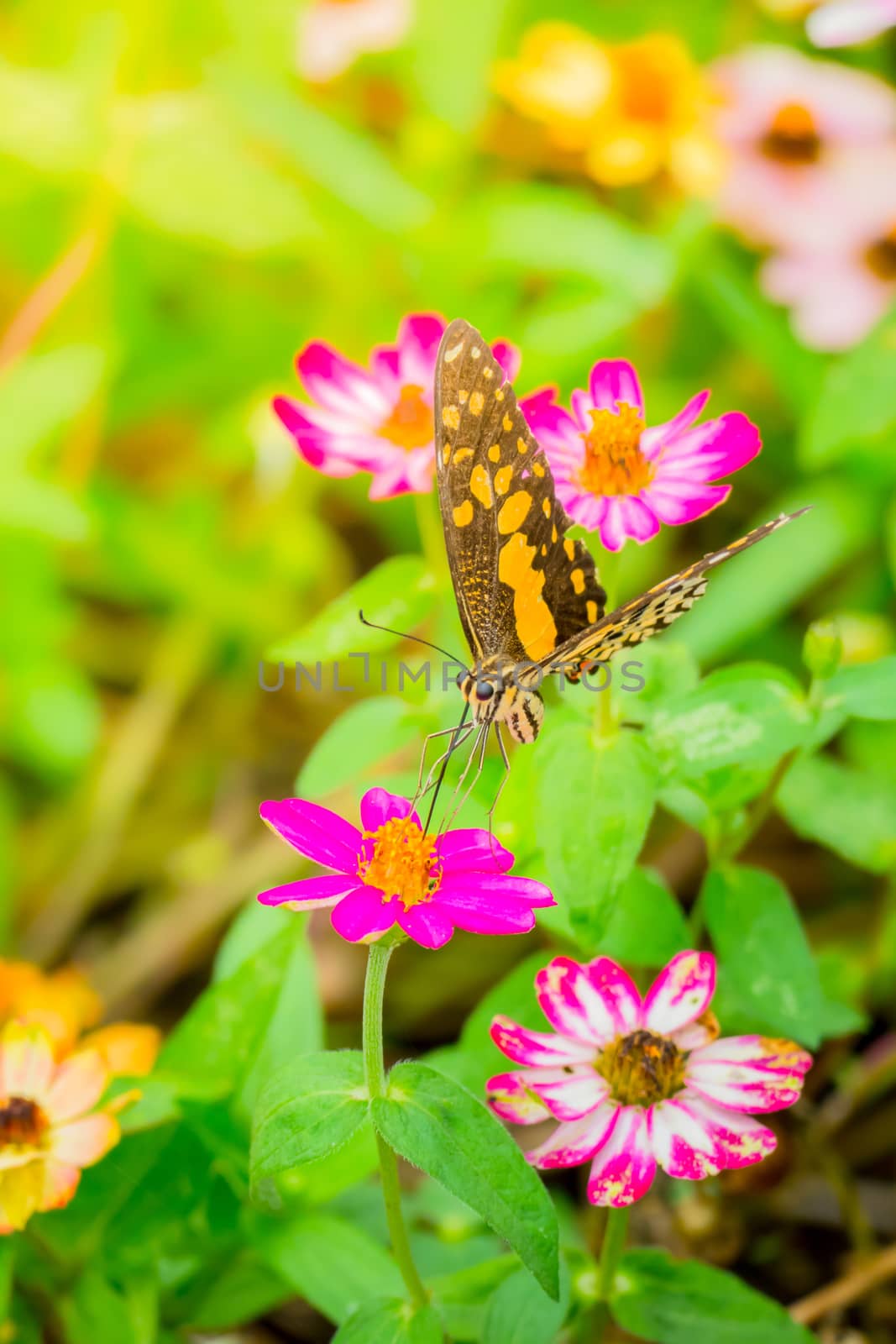 The background image of the colorful flowers by teerawit