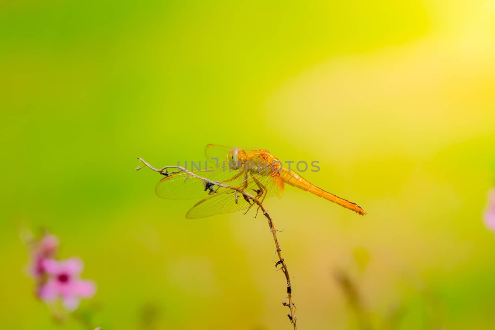 dragonfly outdoor on wet morning, nature background