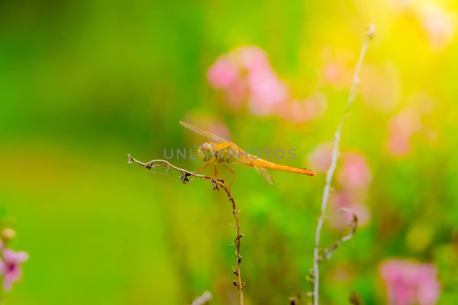dragonfly outdoor on wet morning, nature background