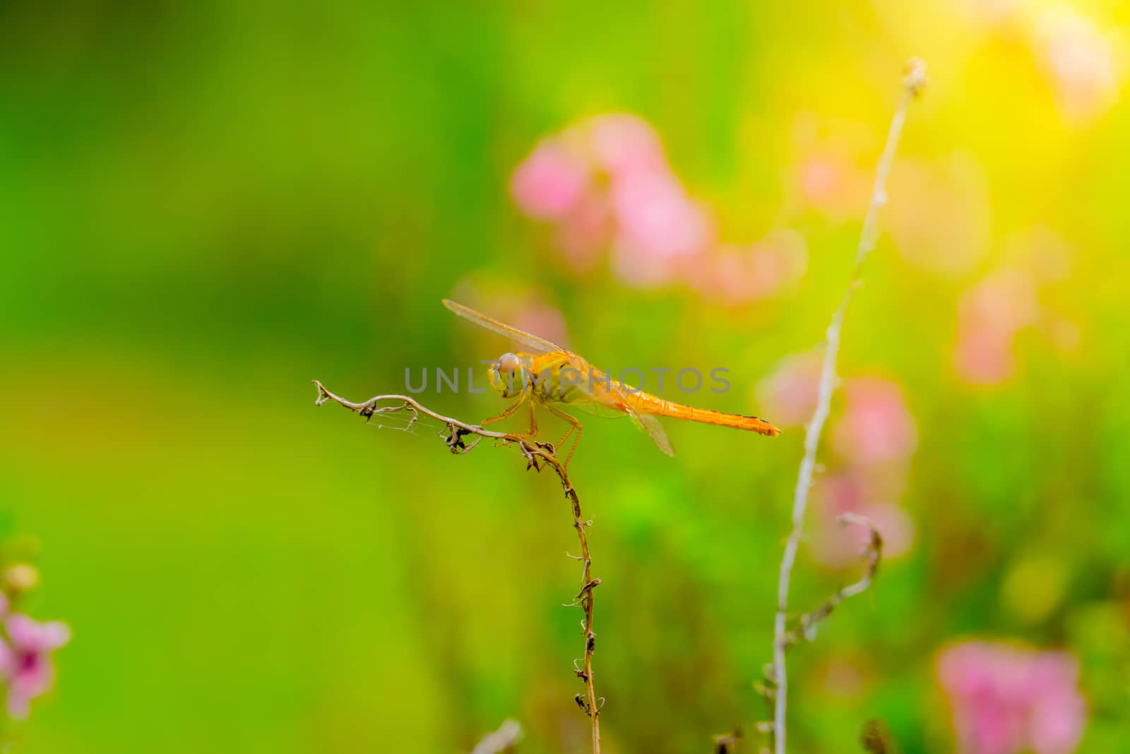 dragonfly outdoor on wet morning by teerawit