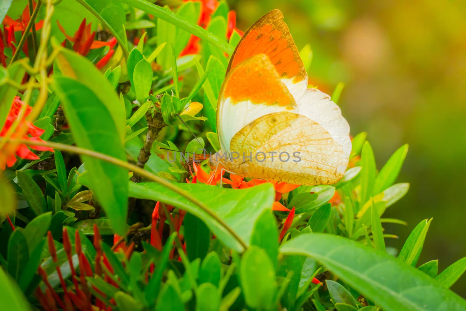 dragonfly outdoor on wet morning, nature background