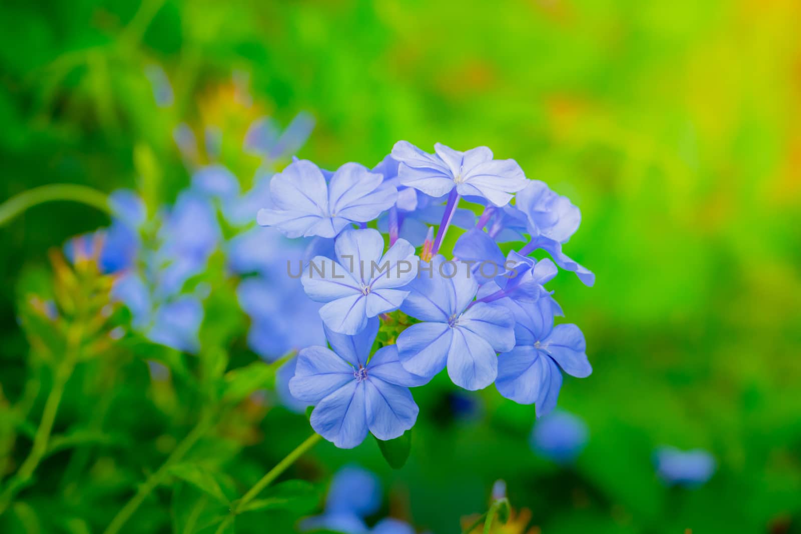 The background image of the colorful flowers by teerawit