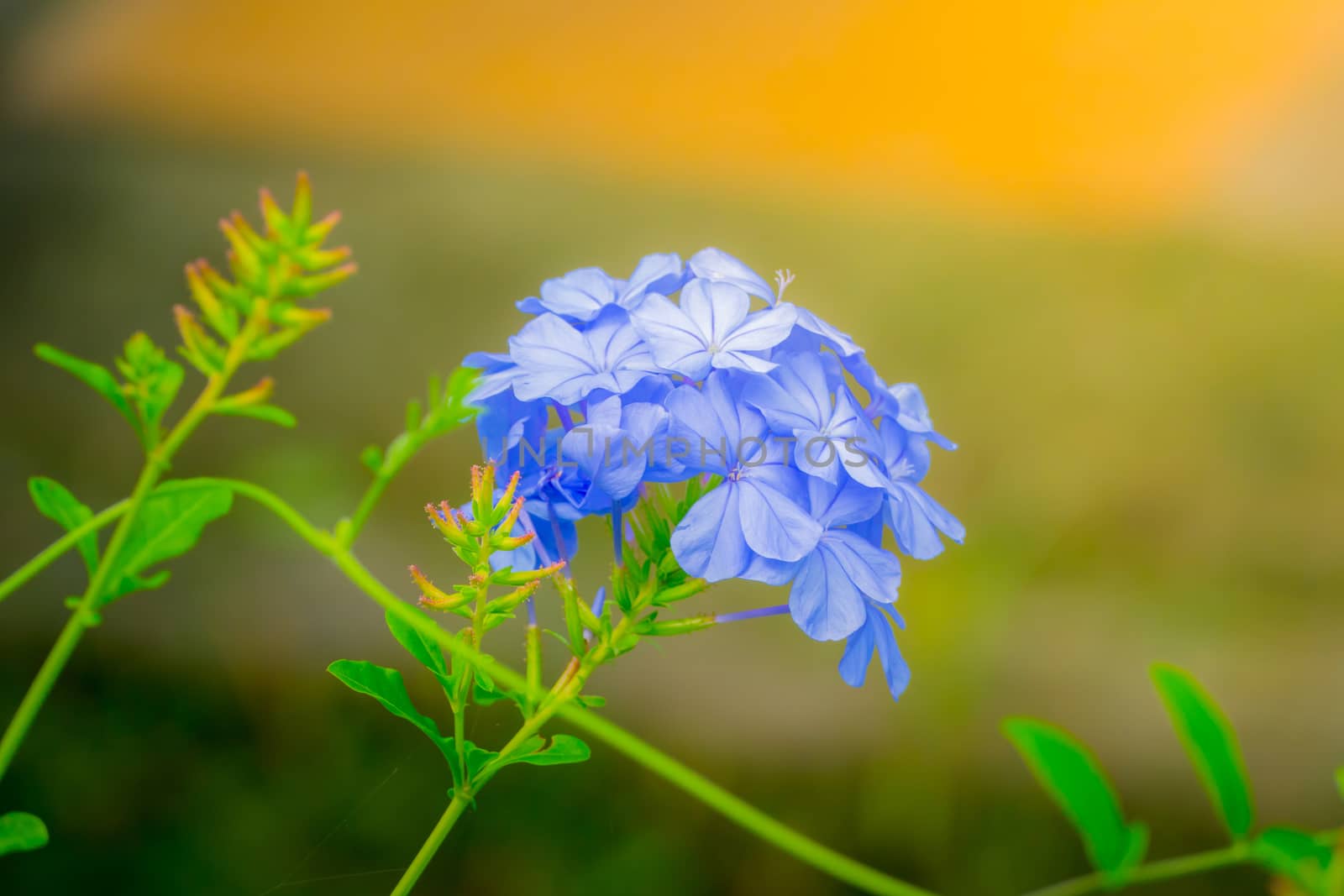 The background image of the colorful flowers by teerawit