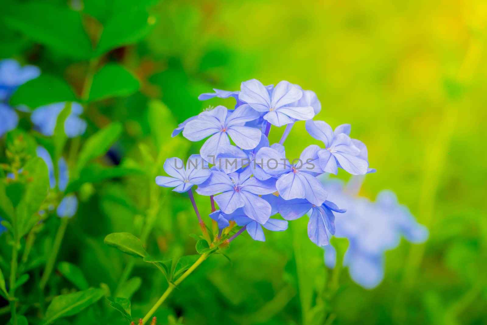 The background image of the colorful flowers, background nature