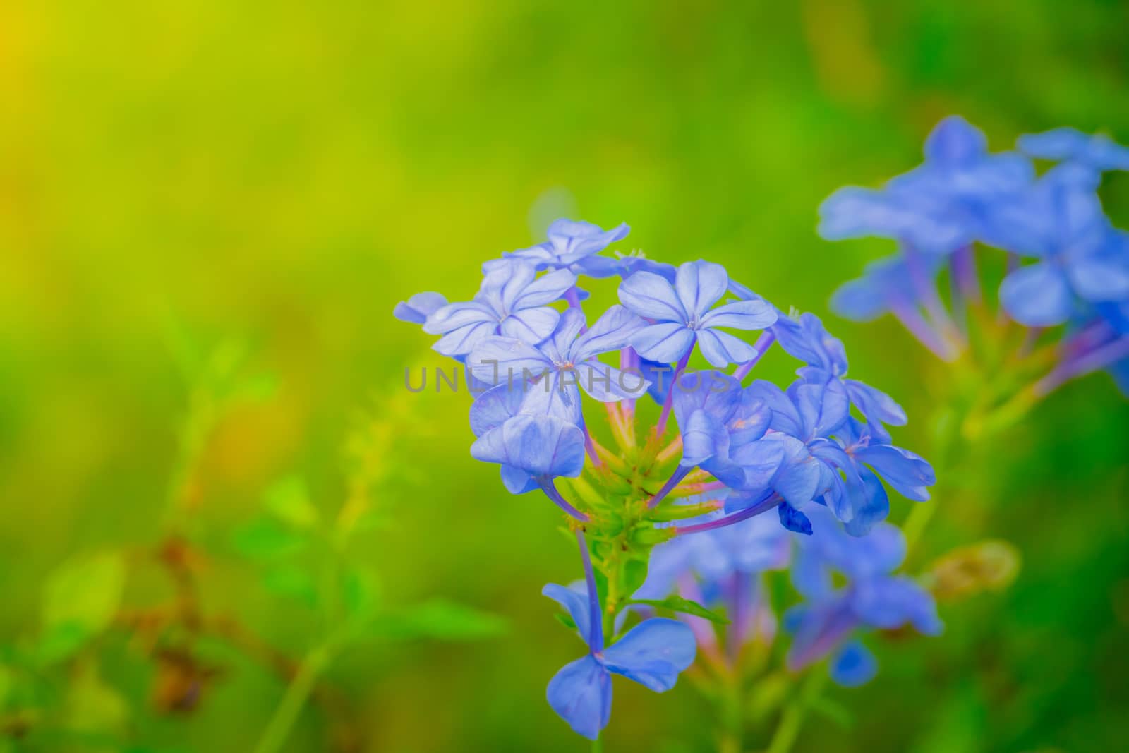 The background image of the colorful flowers by teerawit