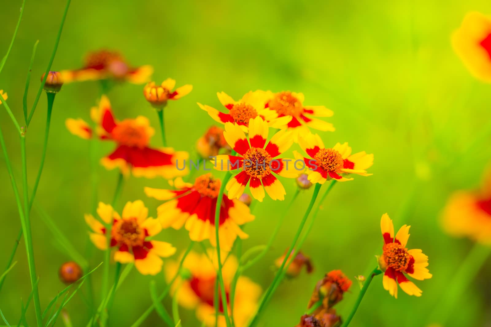 The background image of the colorful flowers by teerawit