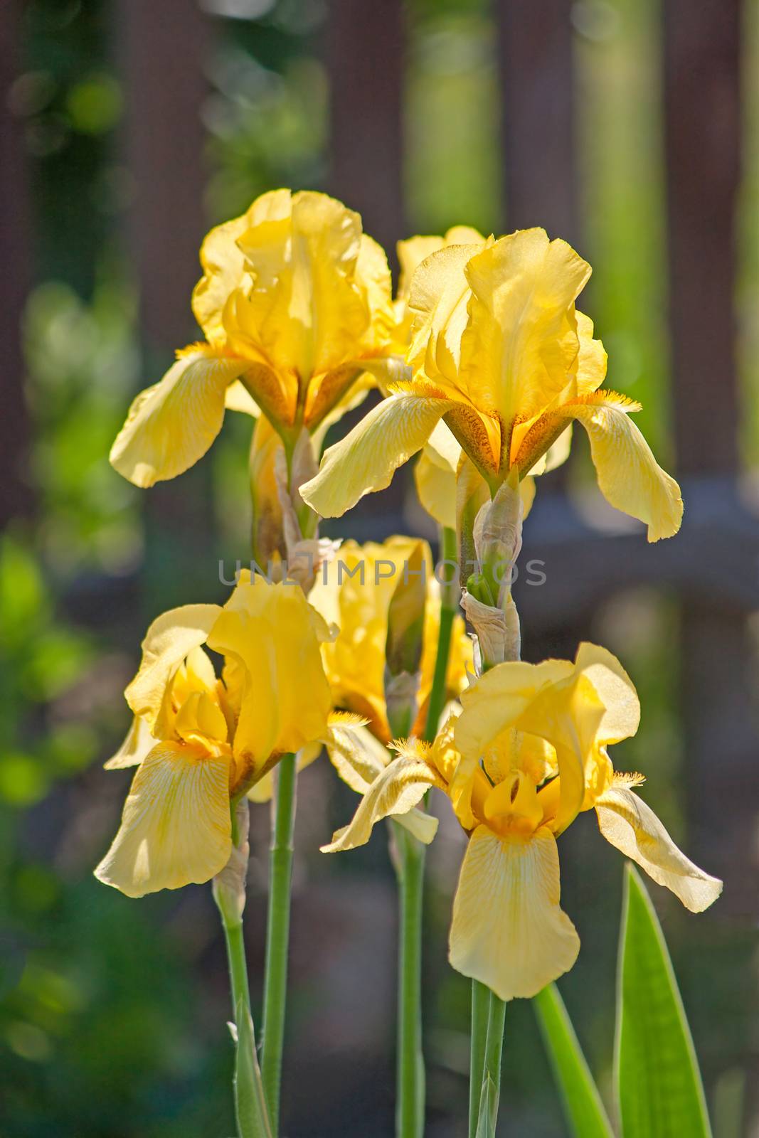 Yellow iris closeup in sunlight.