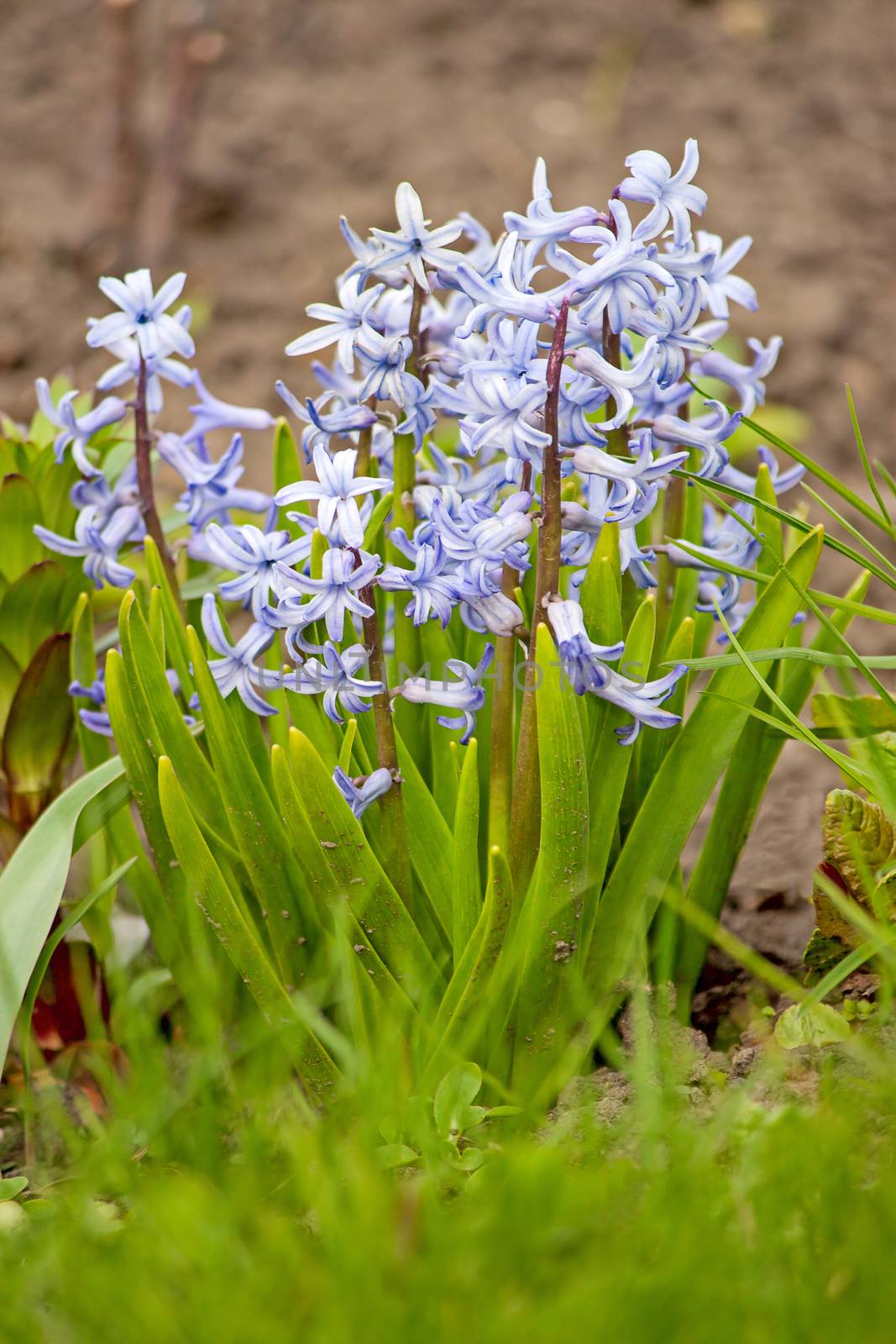 blue hyacinths by zhannaprokopeva