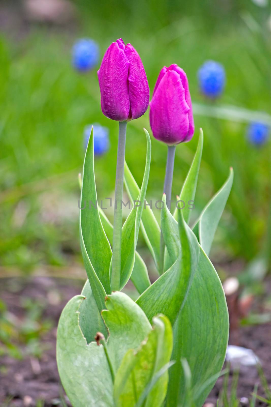 Two flowers of a tulip closeup. Image with shallow depth of field.