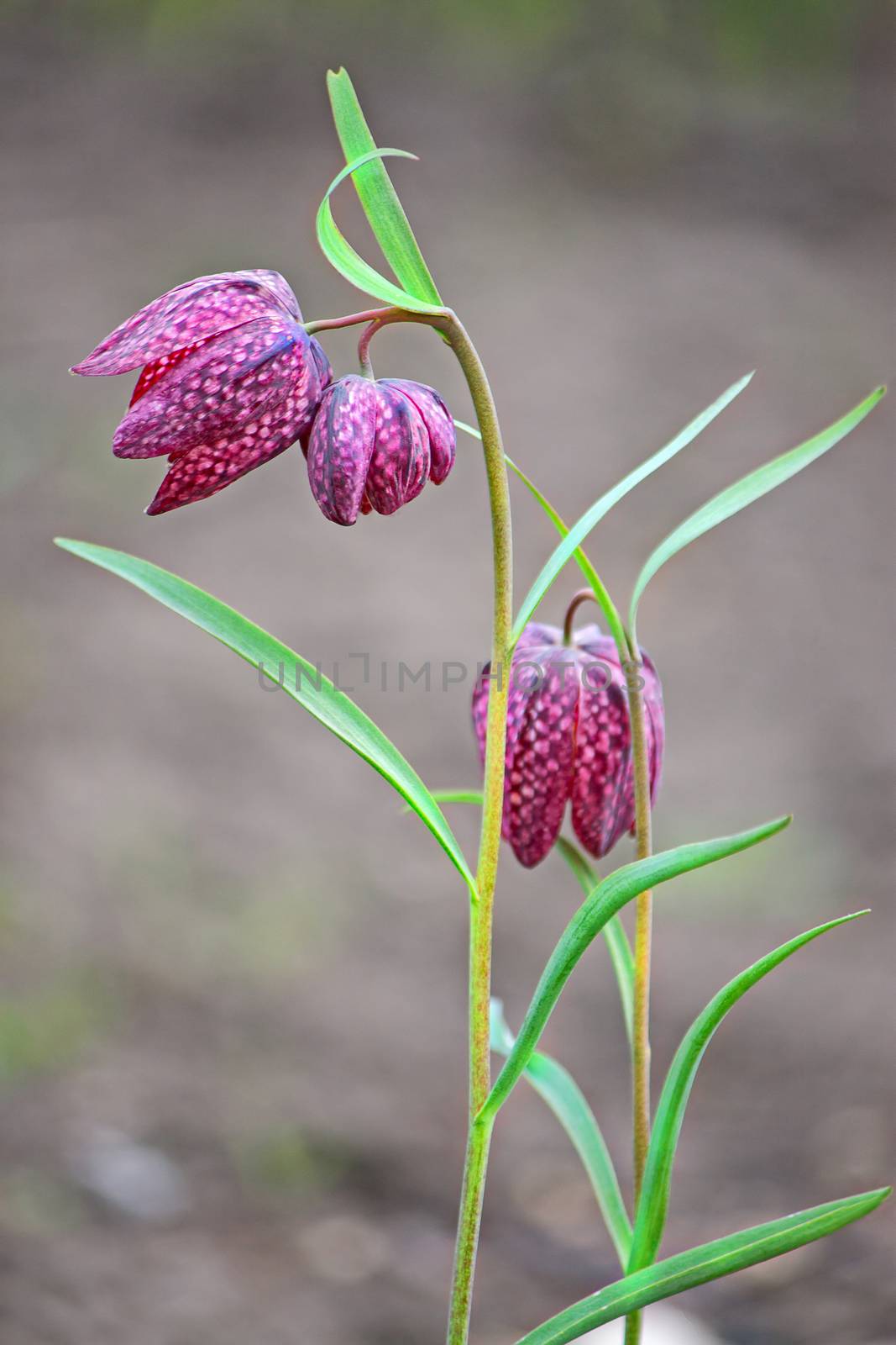 Fritillaria meleagris flowers closeup. Image with shallow depth of field.