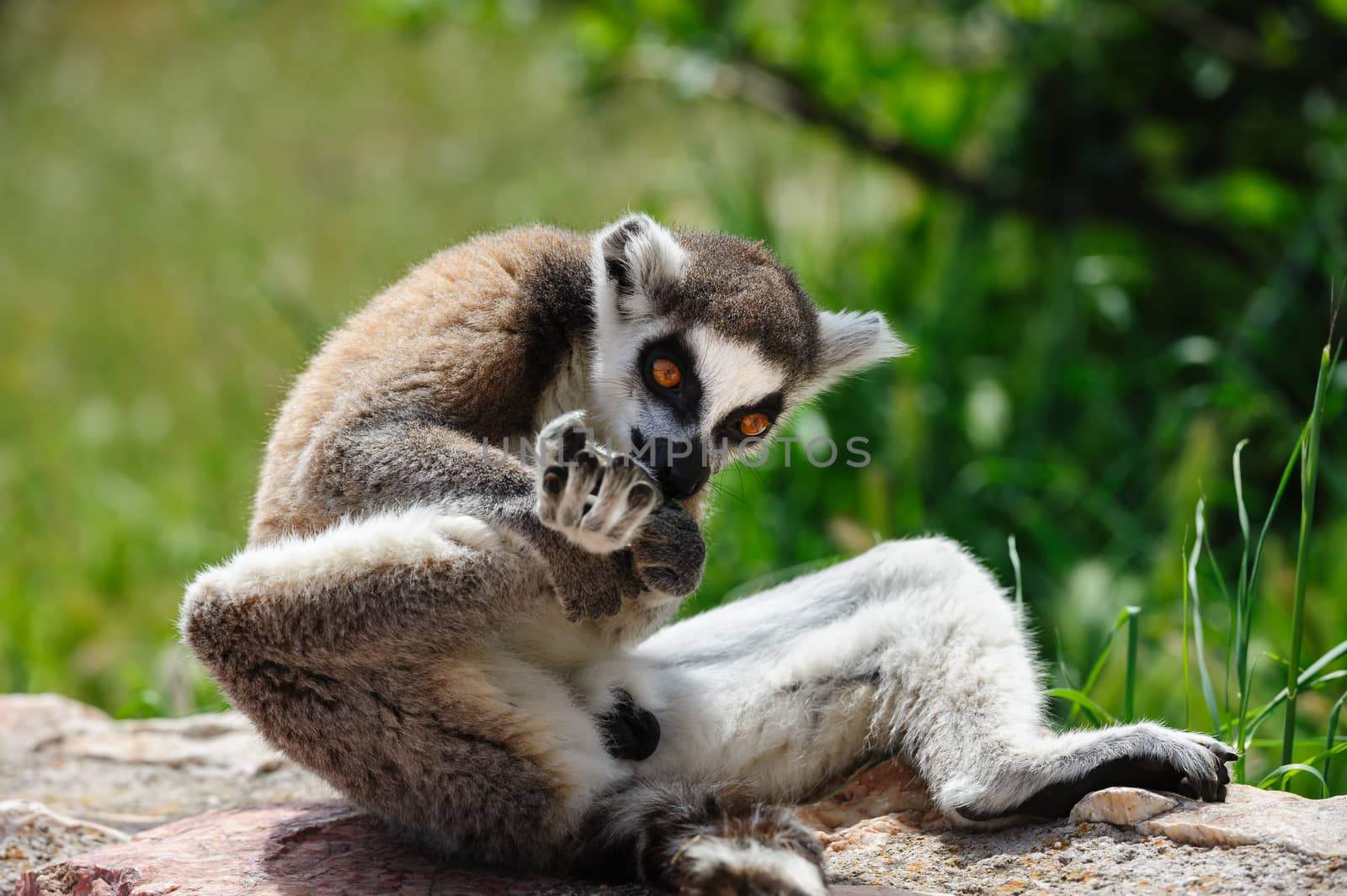 One Ring-tailed Lemur licking his right leg