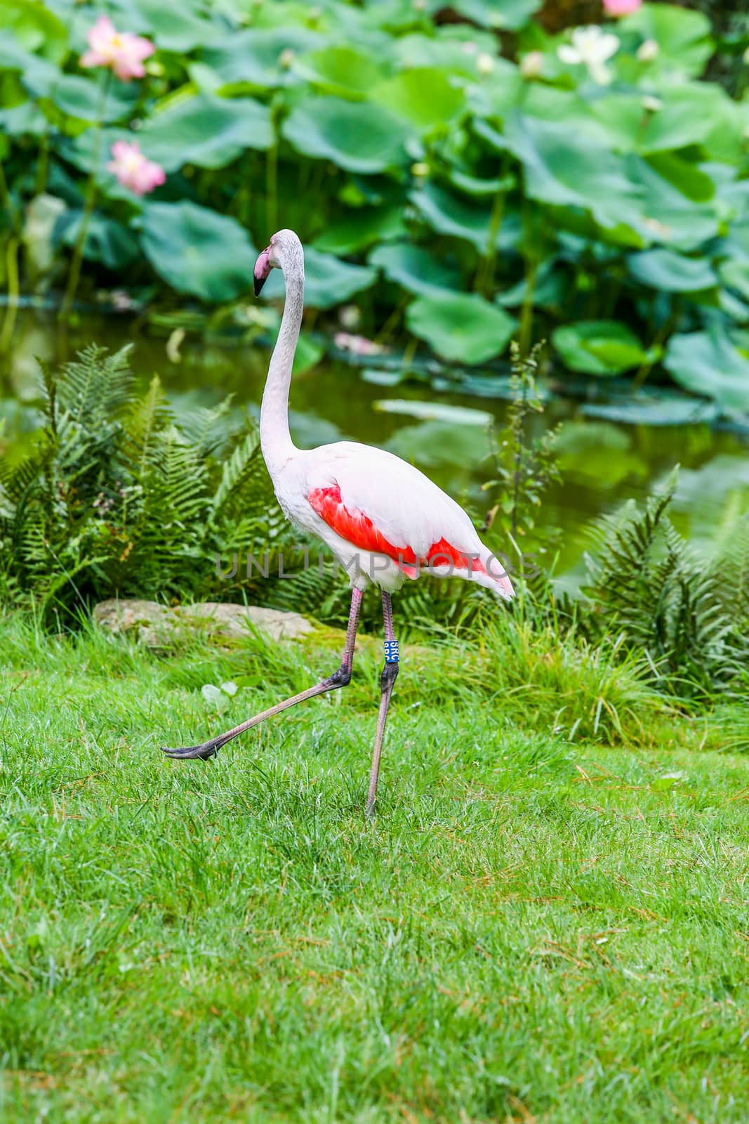 beautiful pink flamingo standing at the river bank