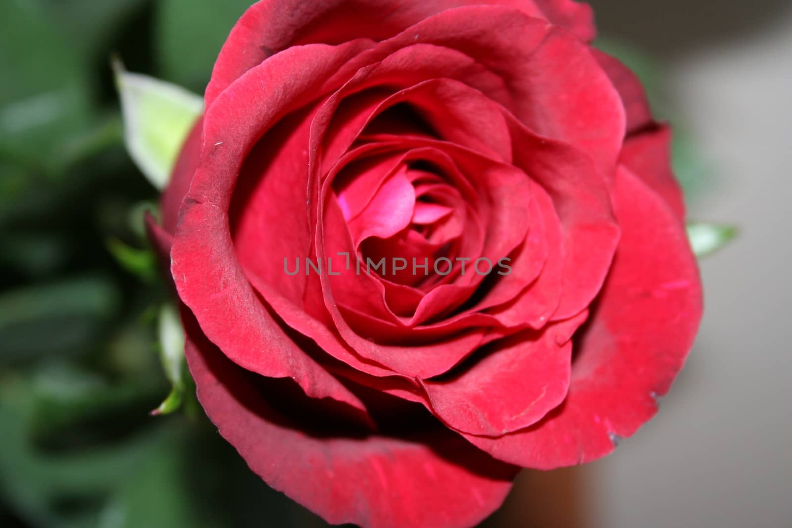 red rose by elin_merete