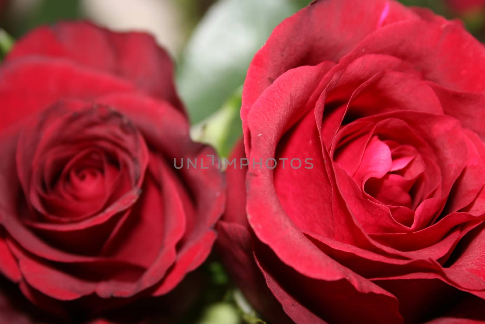 red roses by elin_merete