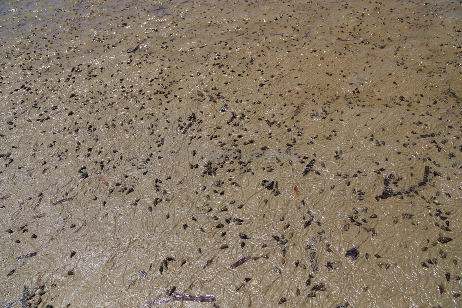 many shell on sand on the beach