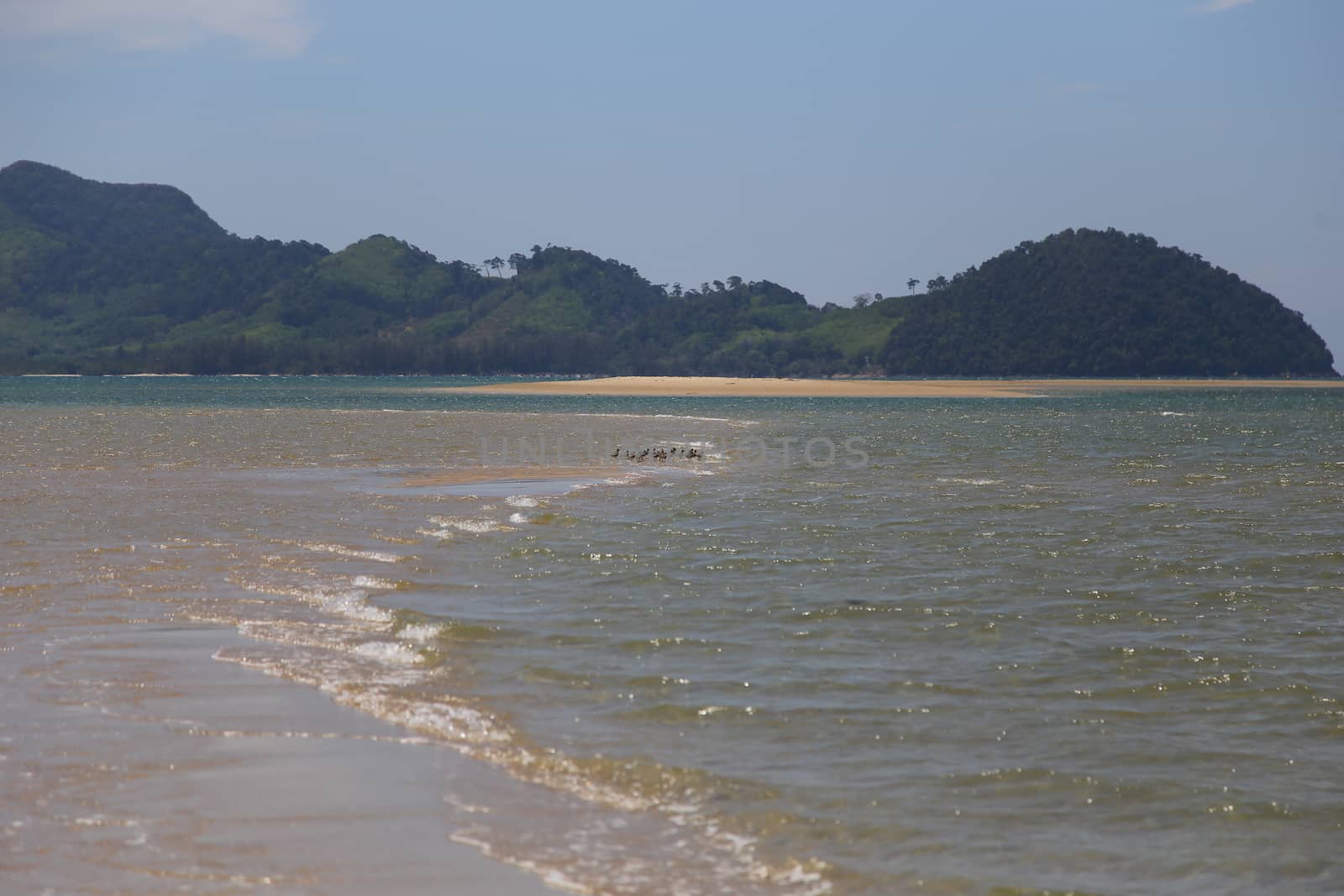 bird stand on beach when water down by ngarare