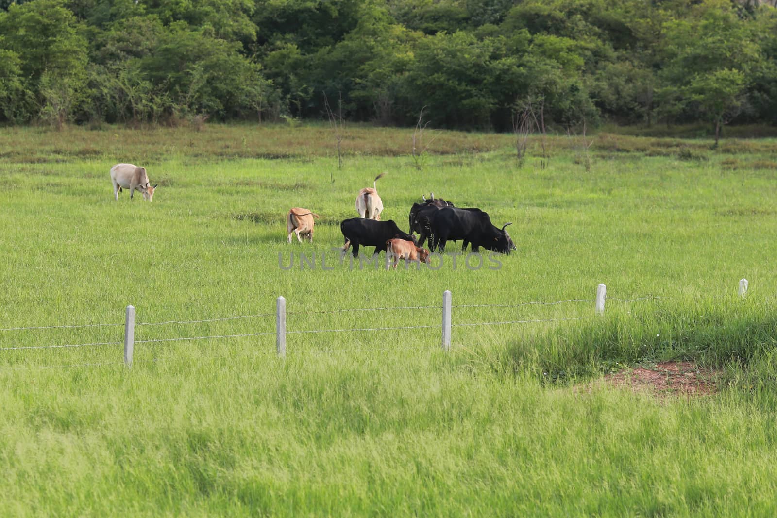 group of cow in fense with green grass surround