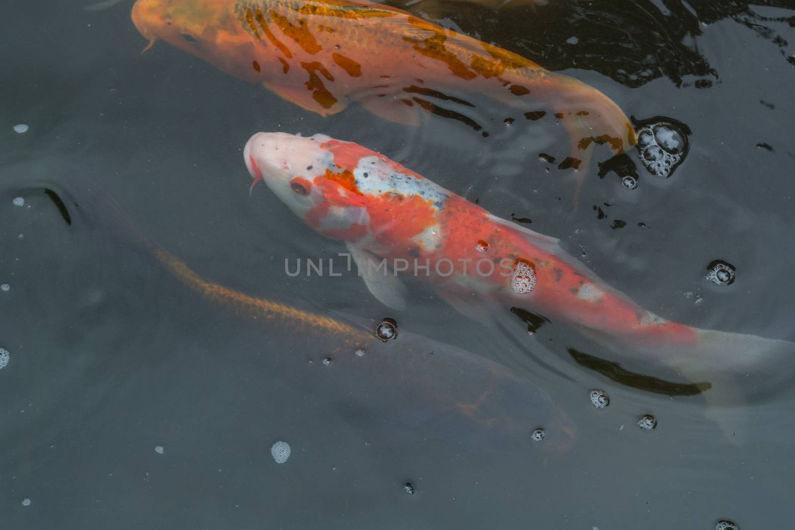 Colorful beautiful carp, Koi carp in a natural pond.