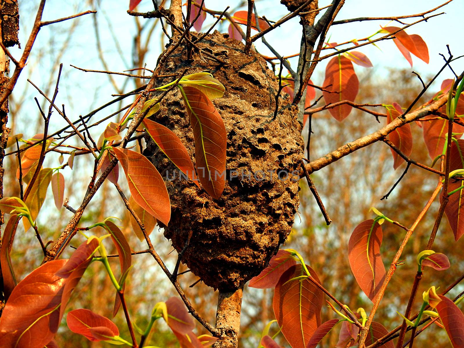 Wasp nest on tree. by oasis502