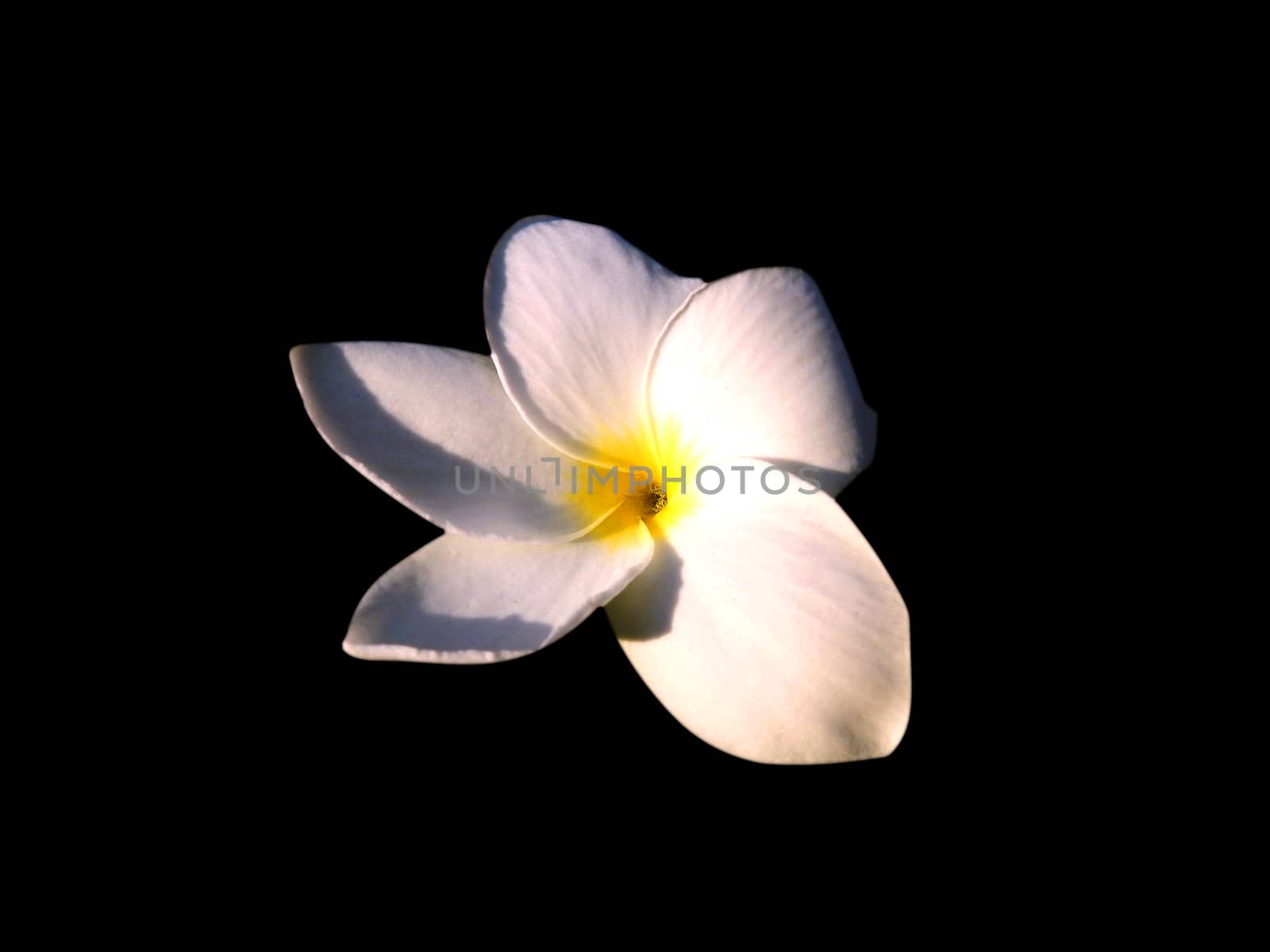 White flowers on a black background represents peace.