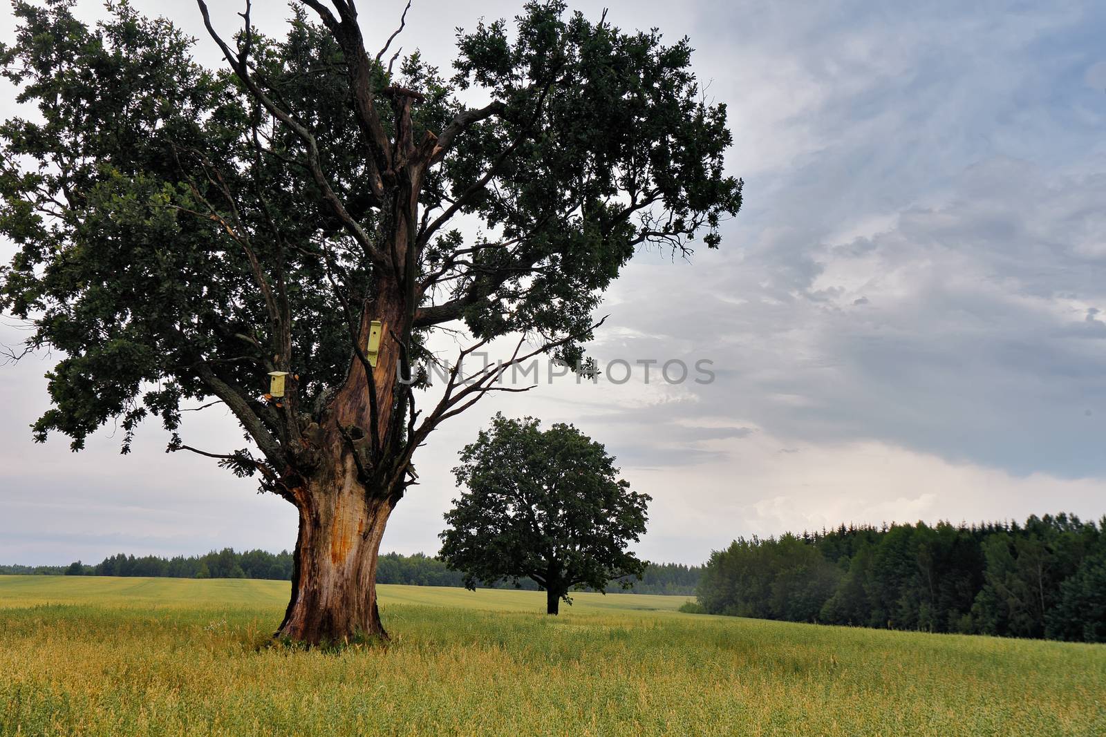 Summer storm landscape. Dramatic cloudy sky. Hurricane and rain in Belarus