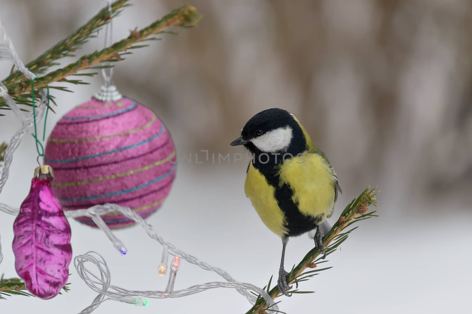 Titmouse sitting on a branch of spruce, decorated for Christmas. Selective focus