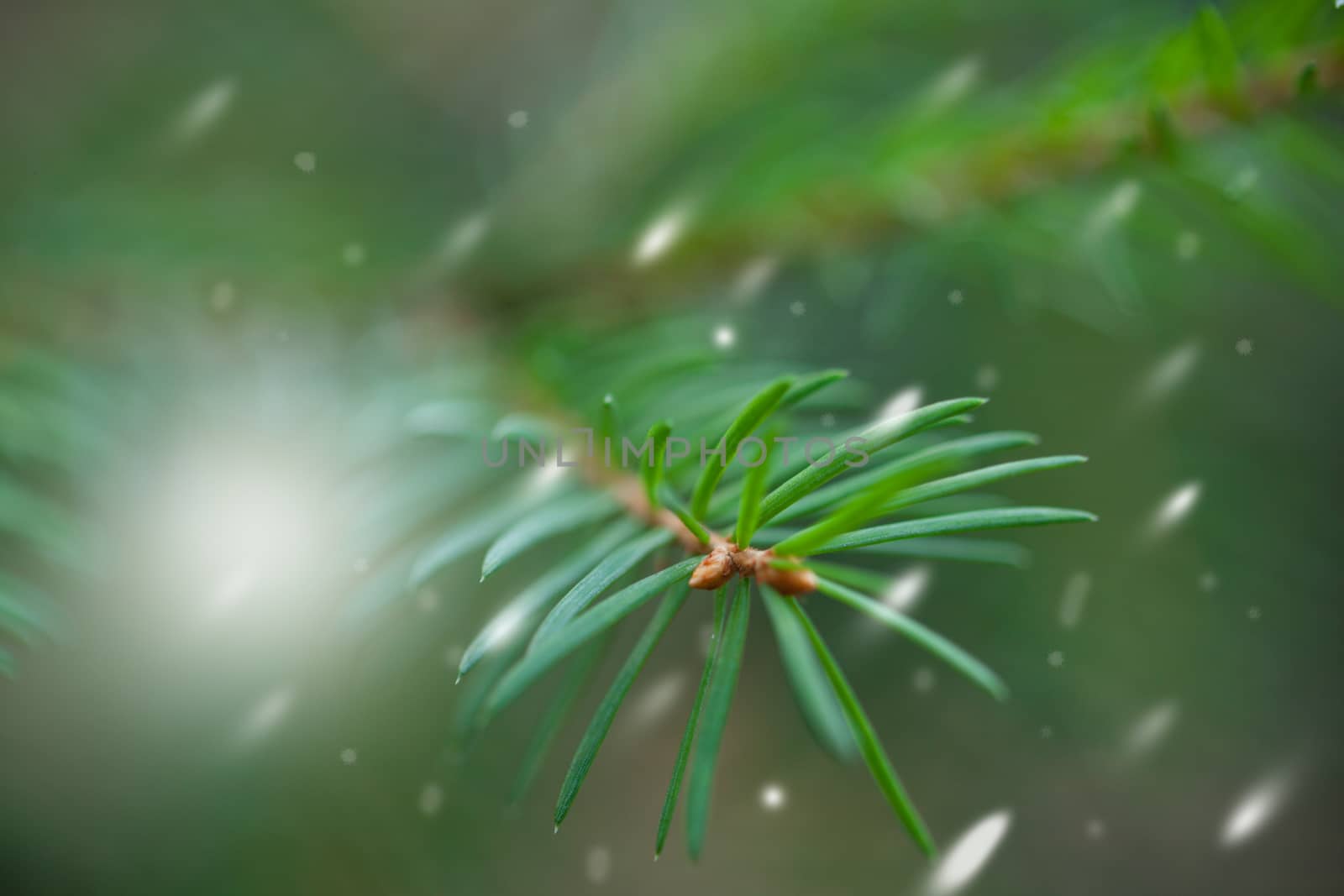 Spruce Evergreen Tree with a snow around by supercat67