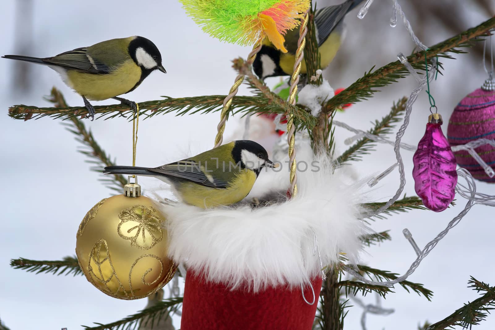 Titmouse sitting on the branches of spruce decorated for Christmas. by Gaina