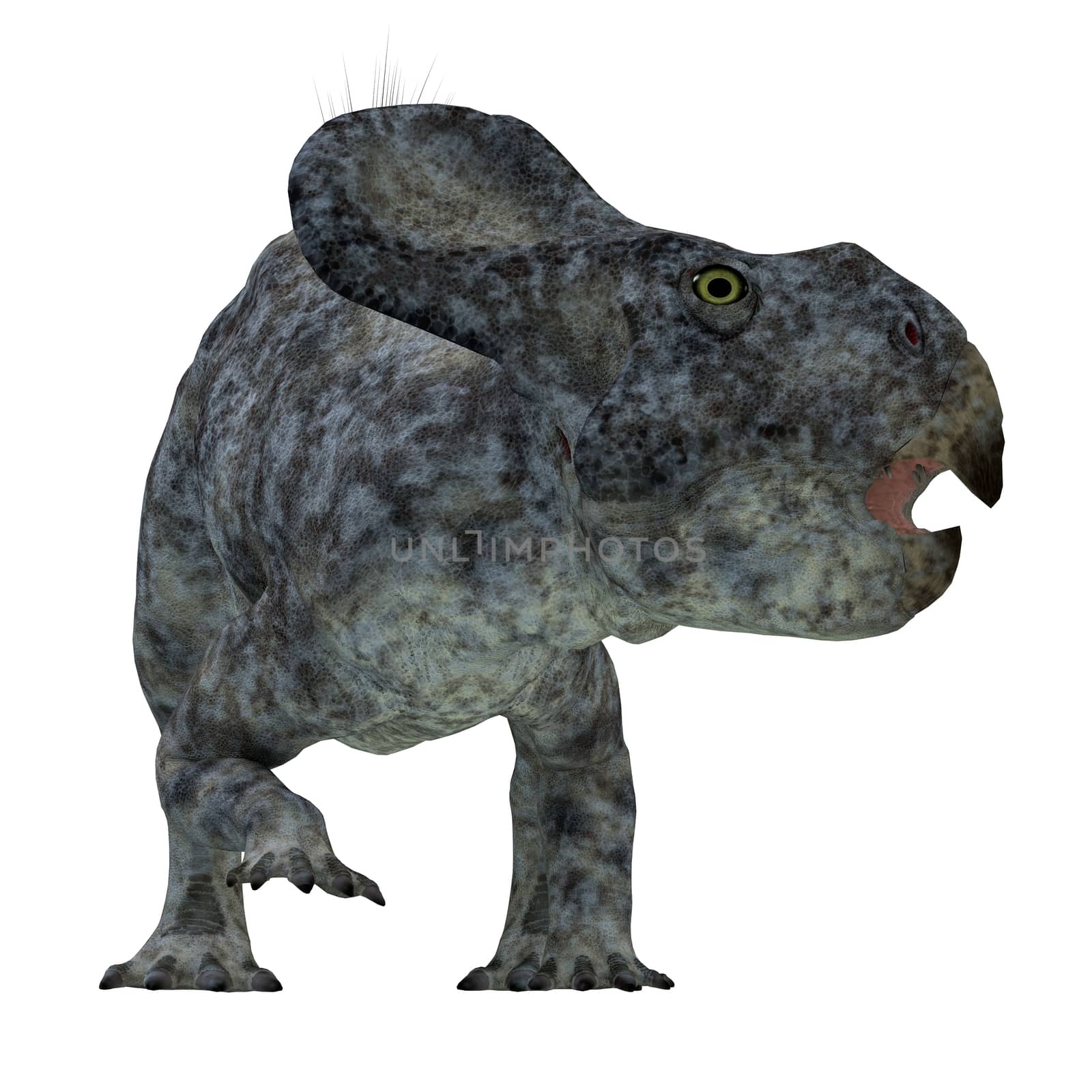 Protoceratops was a herbivorous Ceratopsian dinosaur that lived in Mongolia in the Cretaceous Period.