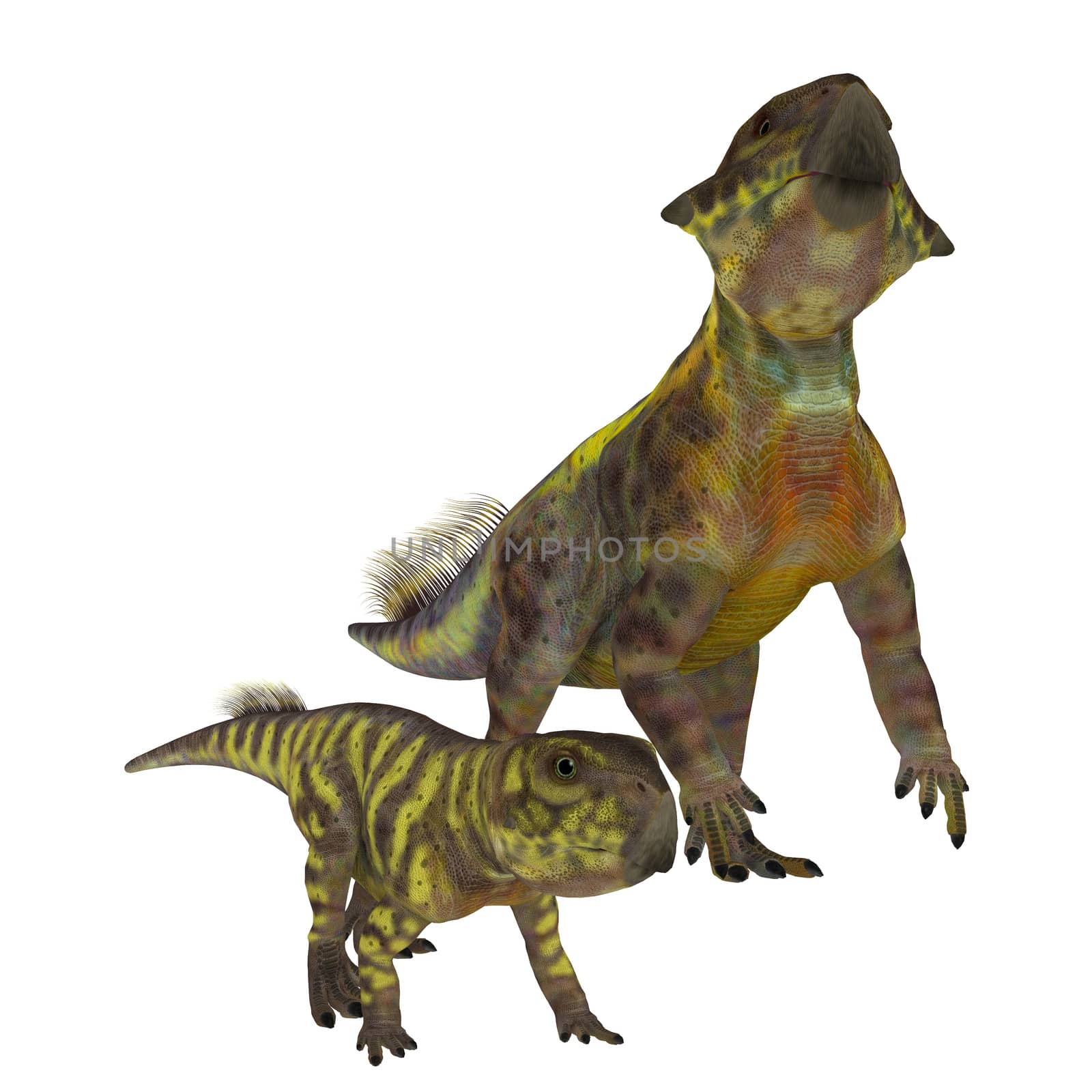 Psittacosaurus Dinosaurs on White by Catmando