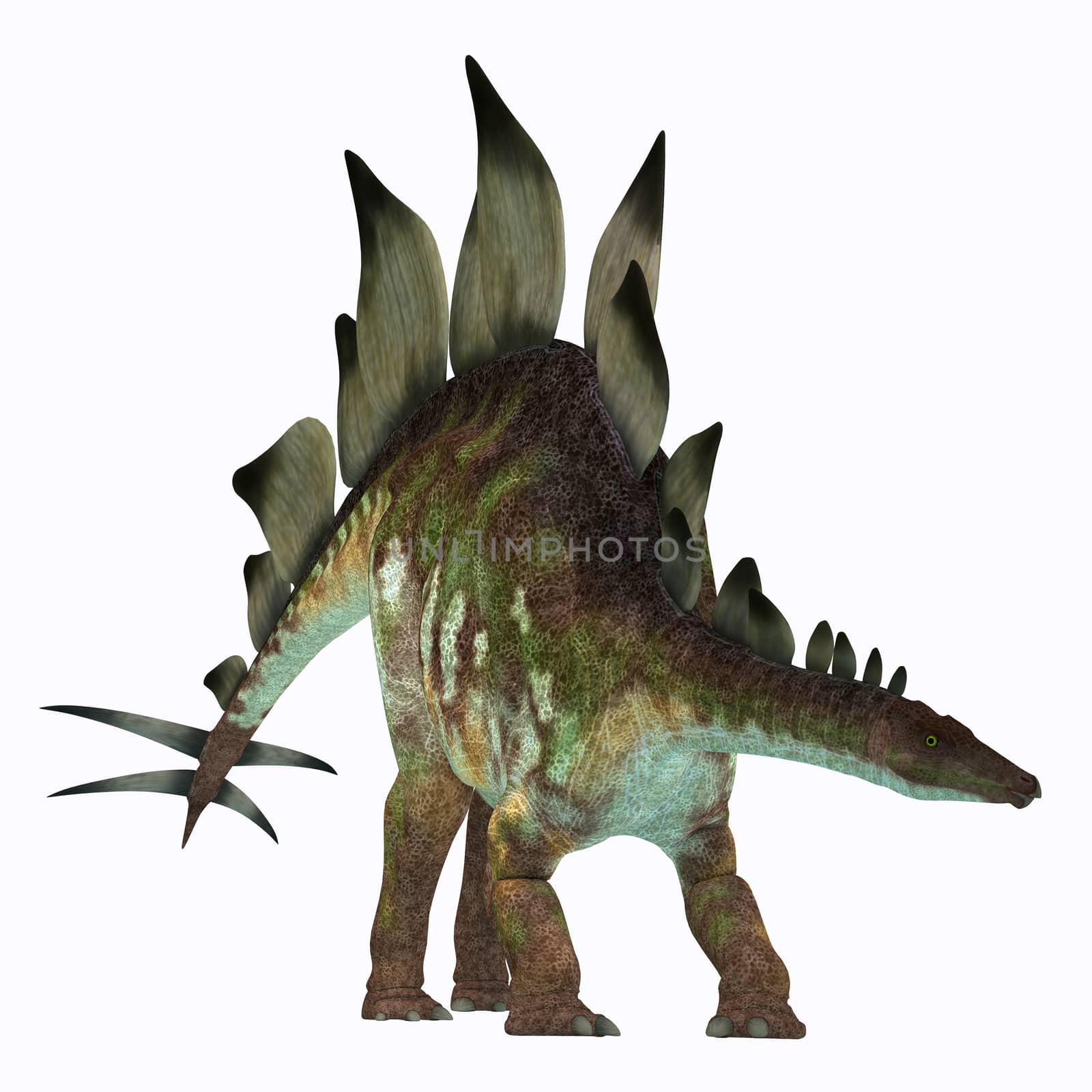 Stegosaurus Dinosaur on White by Catmando
