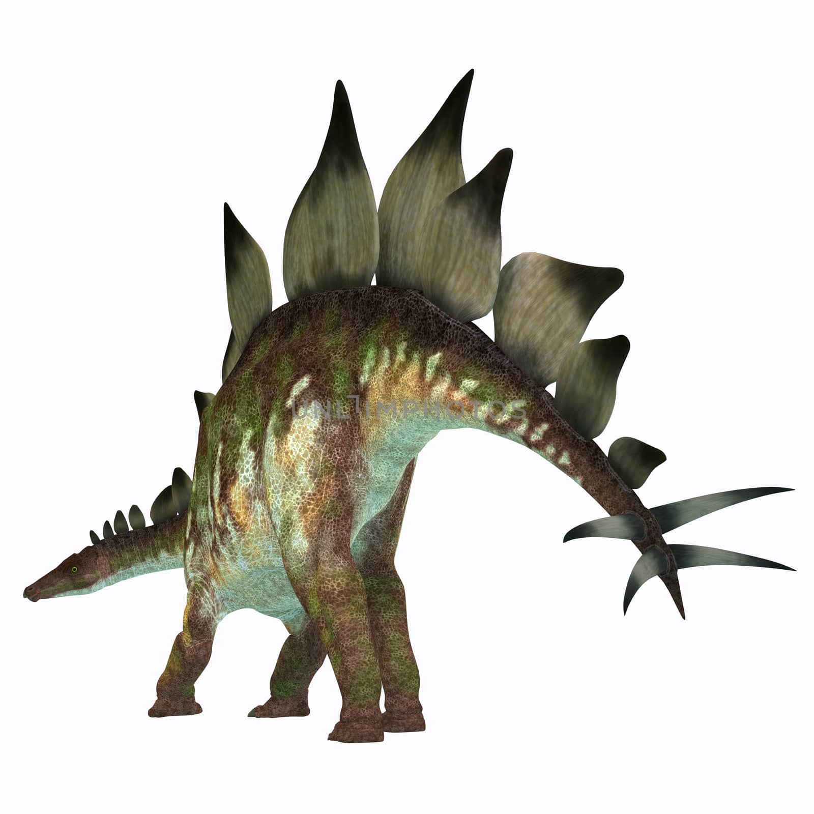 Stegosaurus was an armored herbivorous dinosaur that lived in North America during the Jurassic Period.