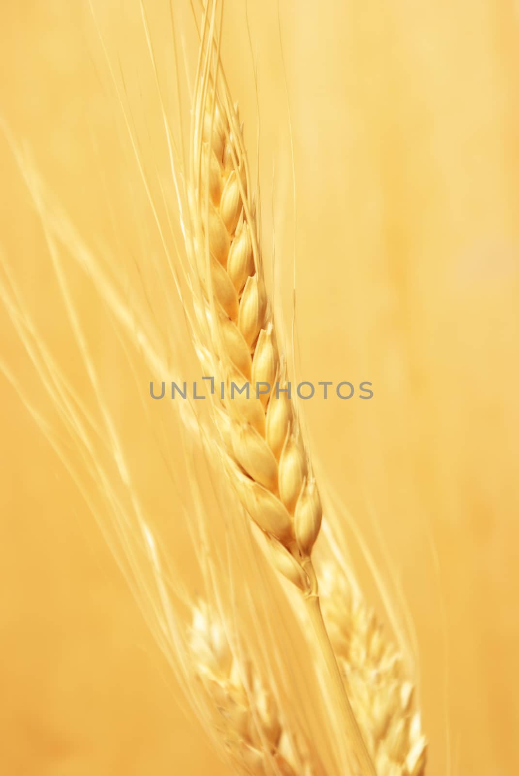 A closeup view of some bearded wheat crops in the harvest season.
