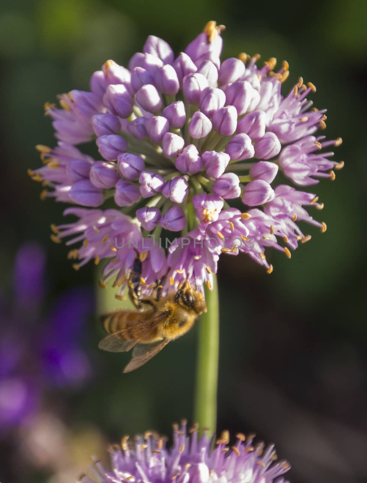 A bee pollinating a purple flower.