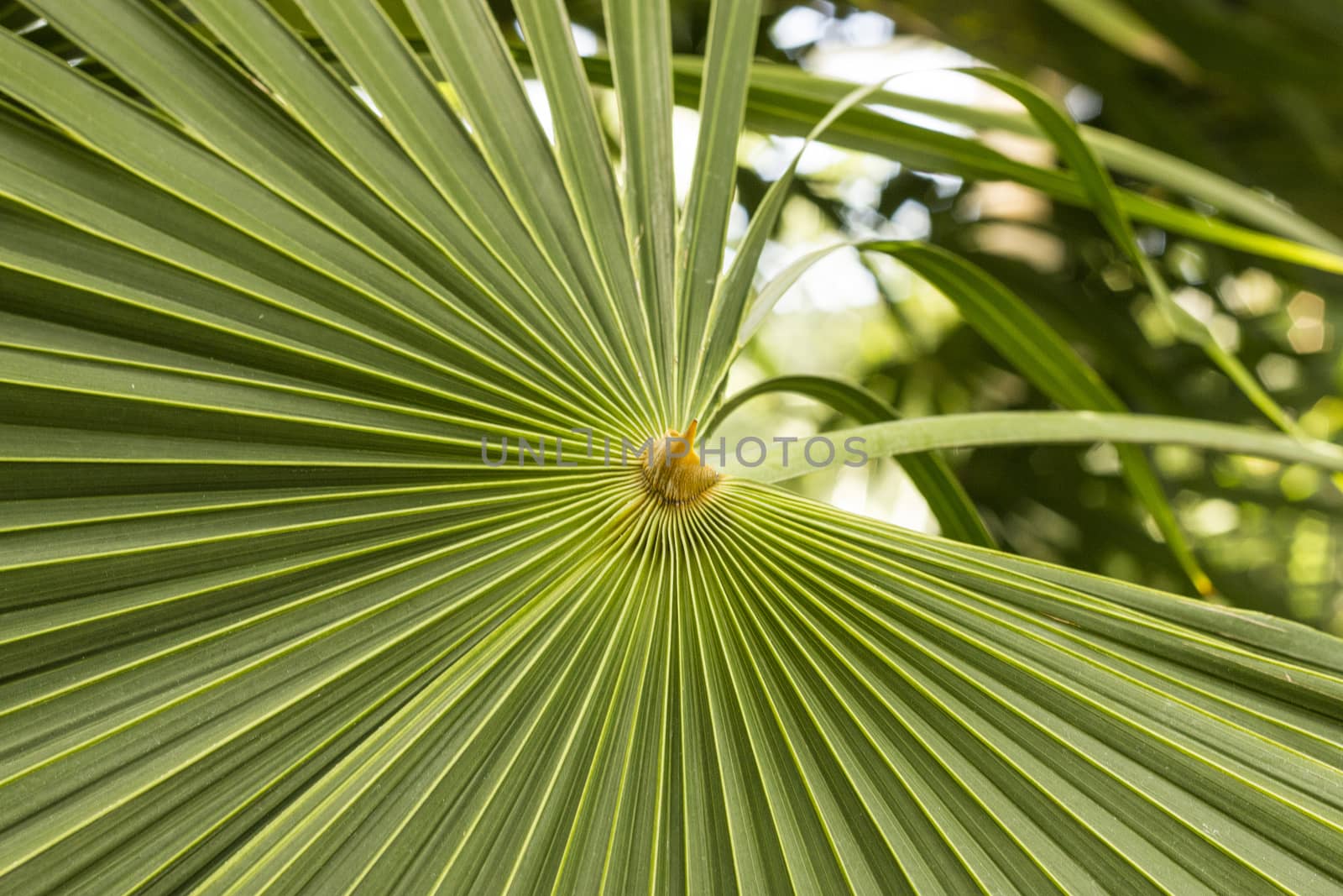 A fanned out palm leaf.