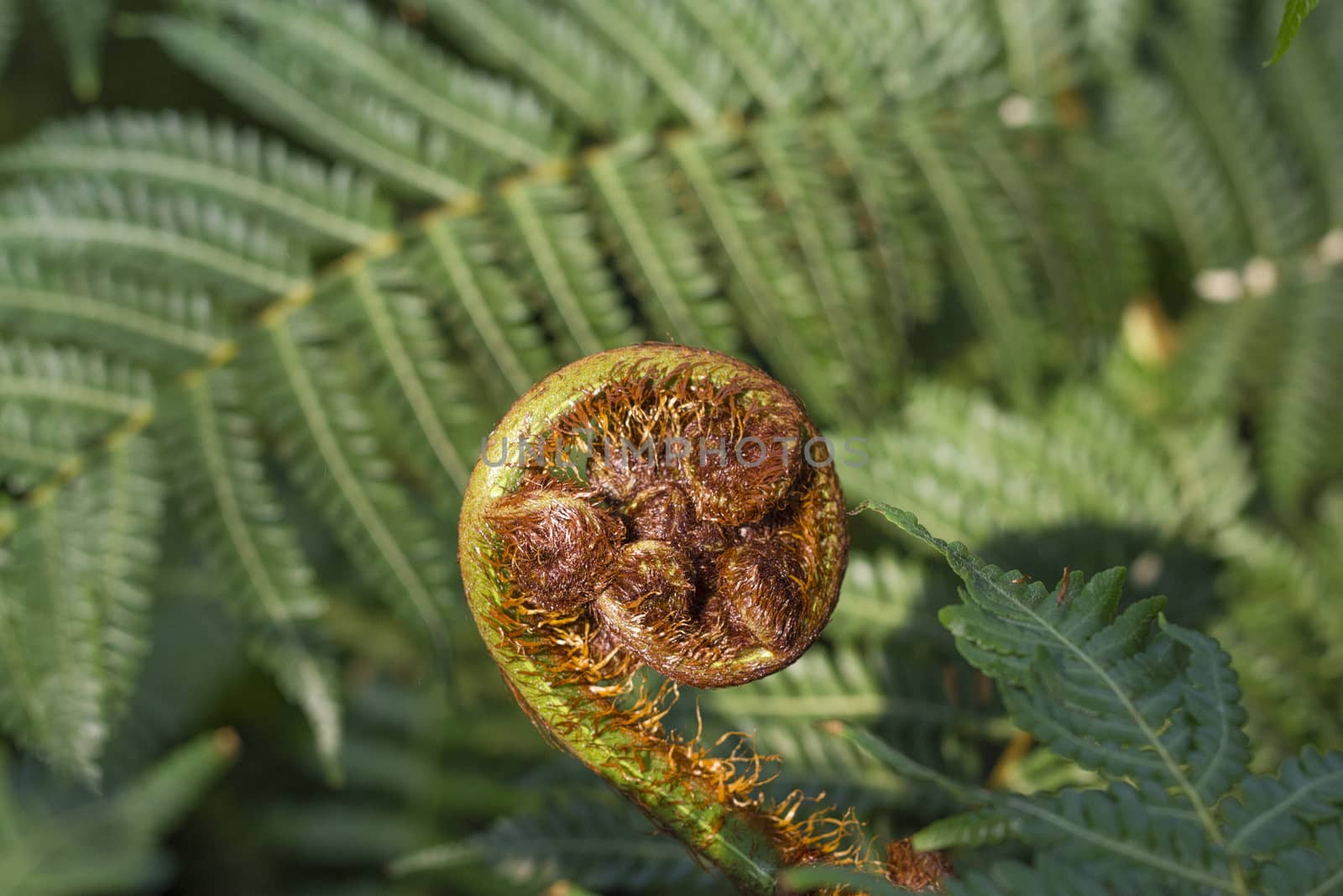 A young fern uncurling.