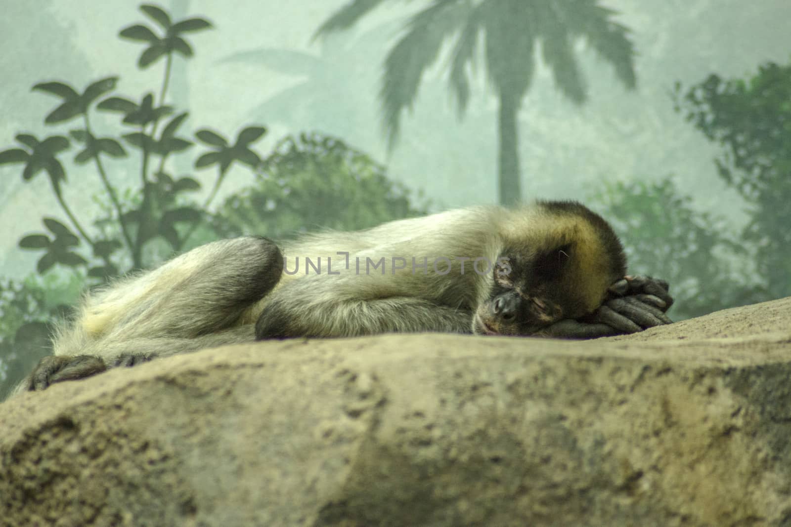 Sleeping Spider Monkey by bkenney5@gmail.com