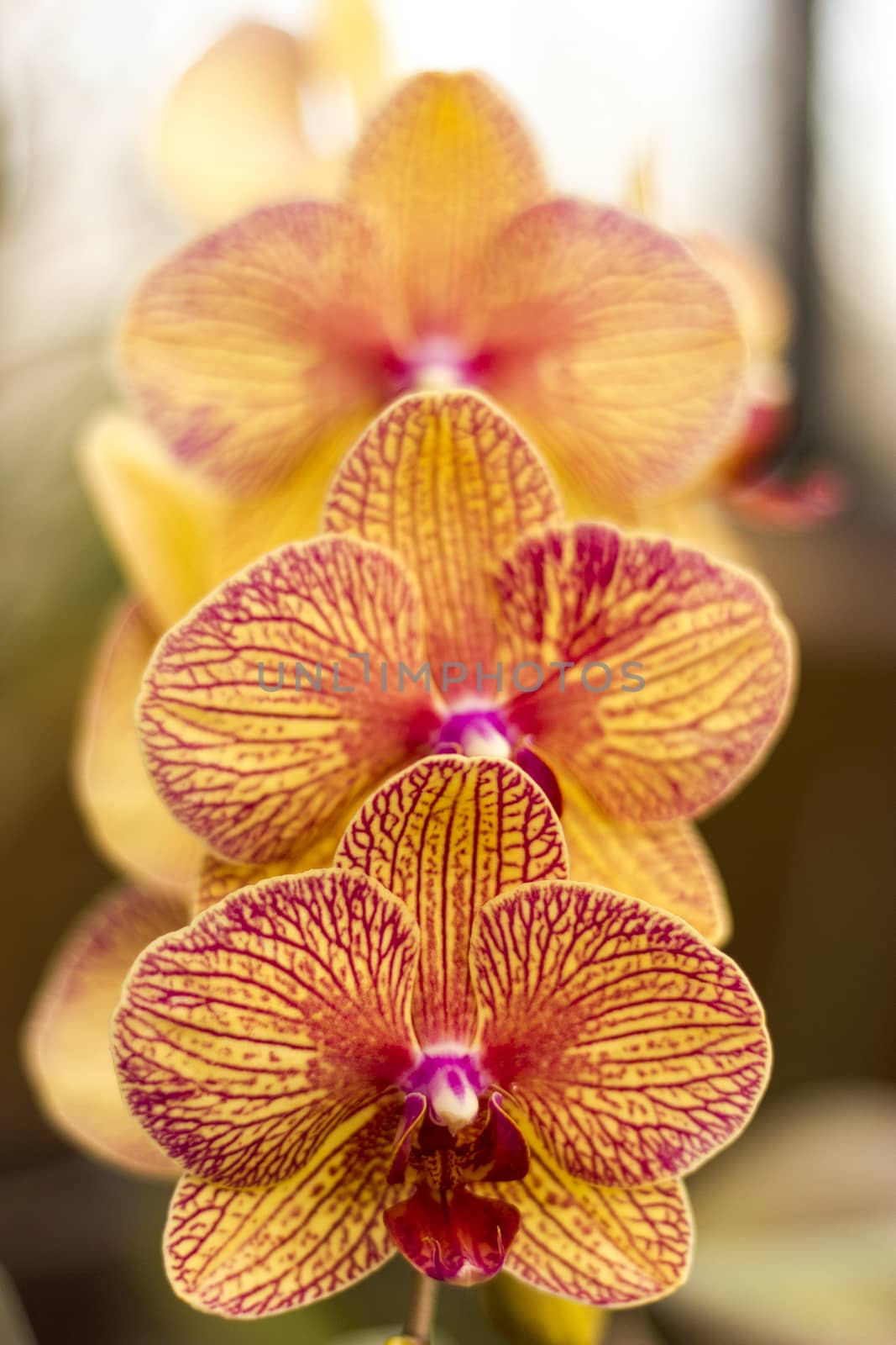 A trio of orchids.
