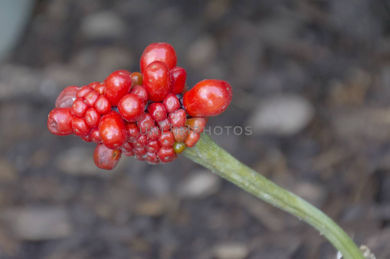 A cluster of berries on a stem.