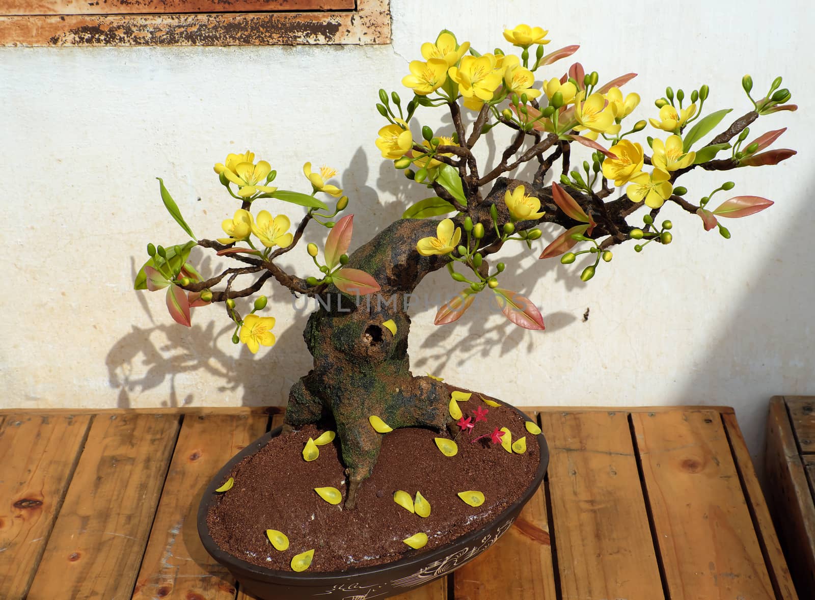 Vietnam spring flower for home decoration in springtime, handmade apricot blossom make from clay, amazing artwork with shade on white background, this kind of bonsai is tradition ornament on tet