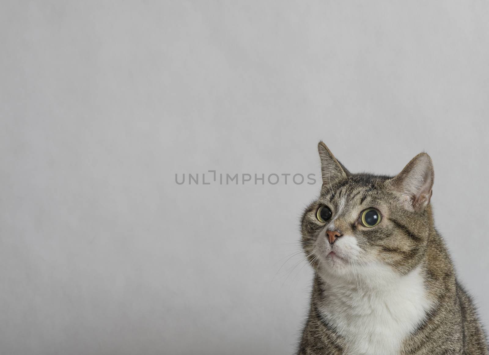 gray and white tabby cat with big round eyes close up