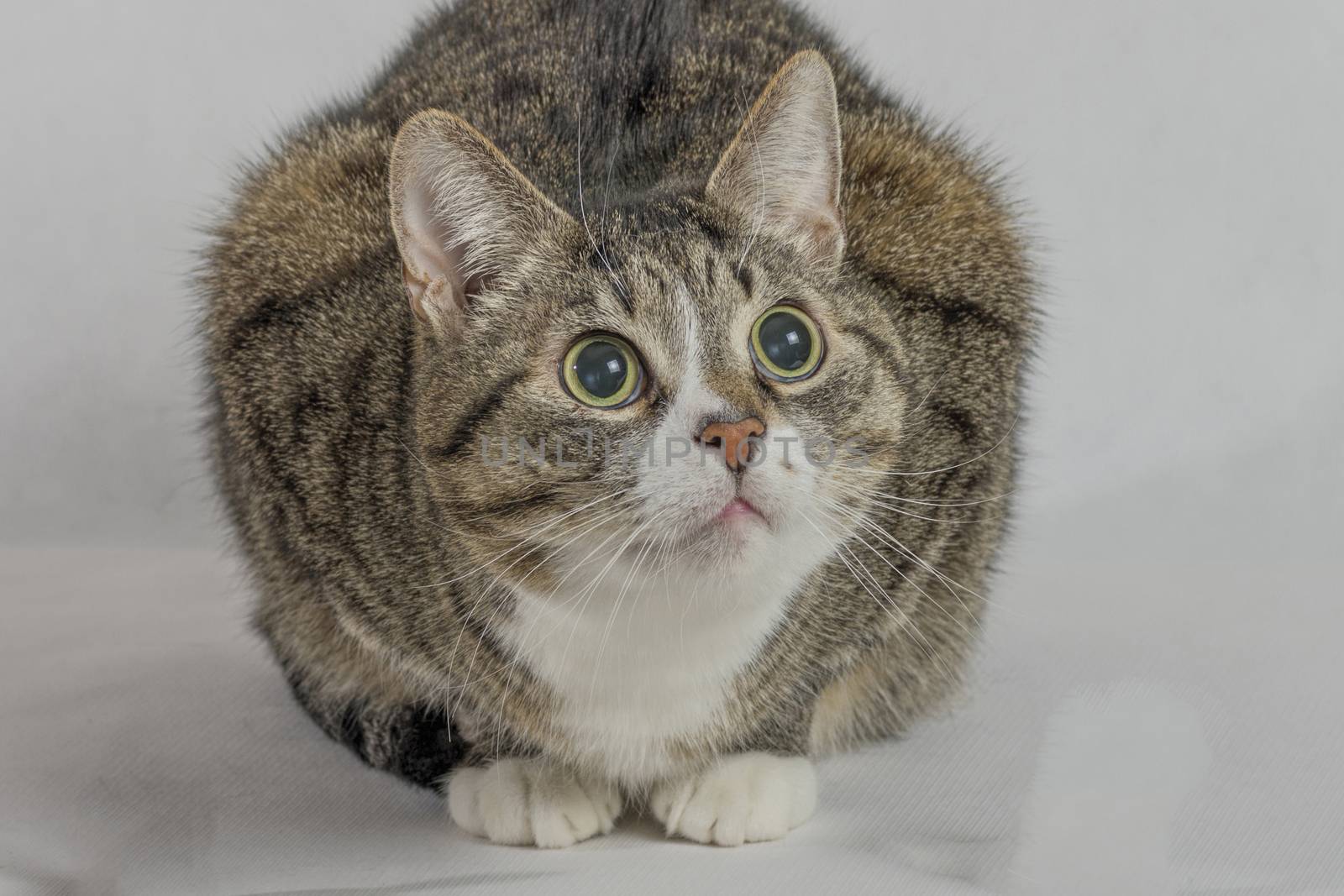 gray and white tabby cat with big round eyes close up